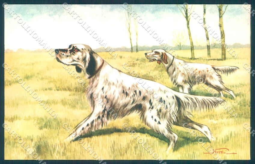 Animals Norfini Dog Setter Hunting serie 101-7 cartolina postcard TW1198 – fronte