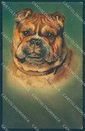 Animals Dog English Bulldog Velvet serie 614 cartolina postcard TW1202 – fronte