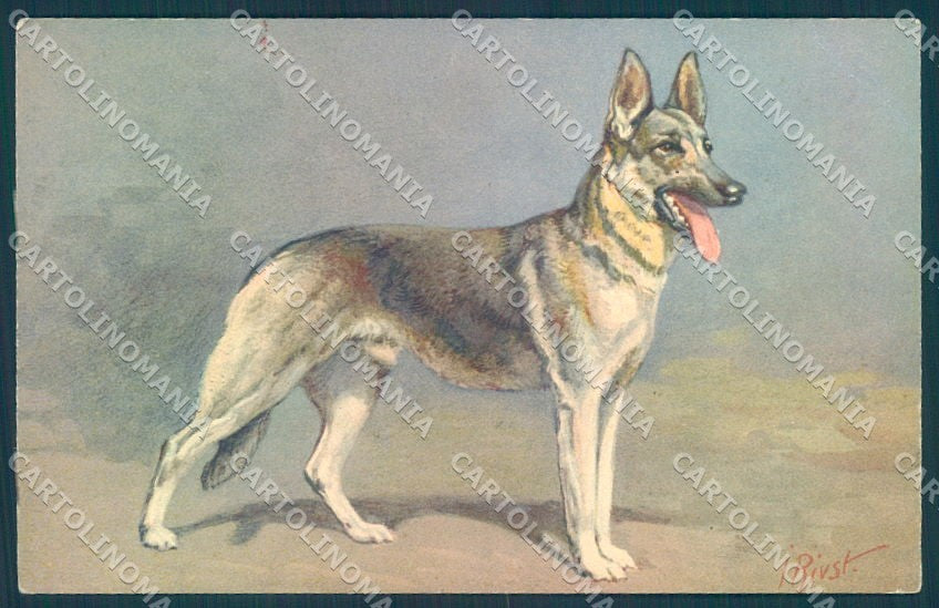 Animals Rivst Dog Alsatian Wolfhound serie 97 cartolina postcard TW1203 – fronte