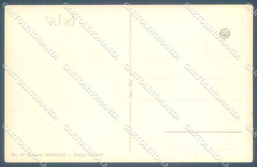 Animals Rivst Dog Alsatian Wolfhound serie 97 cartolina postcard TW1203 – retro