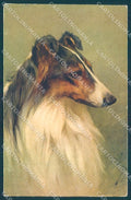 Animals Arthur Wardle Dog Collie serie 111 cartolina postcard TW1205 – fronte