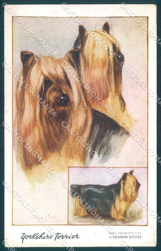Animals Vernon Stokes Dog Yorkshire Terrier serie 1486 cartolina postcard TW1208 – fronte
