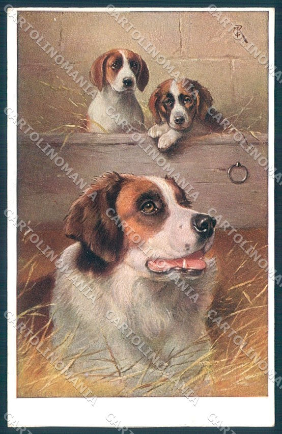 Animals Reichert Saint Bernard Dog Theo Stroefer 1544 cartolina postcard TW1215 – fronte