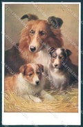 Animals Reichert Collie Dog Theo Stroefer 1544 cartolina postcard TW1216 – fronte