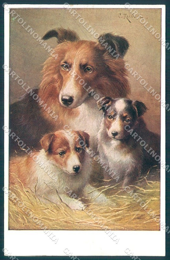 Animals Reichert Collie Dog Theo Stroefer 1544 cartolina postcard TW1216 – fronte