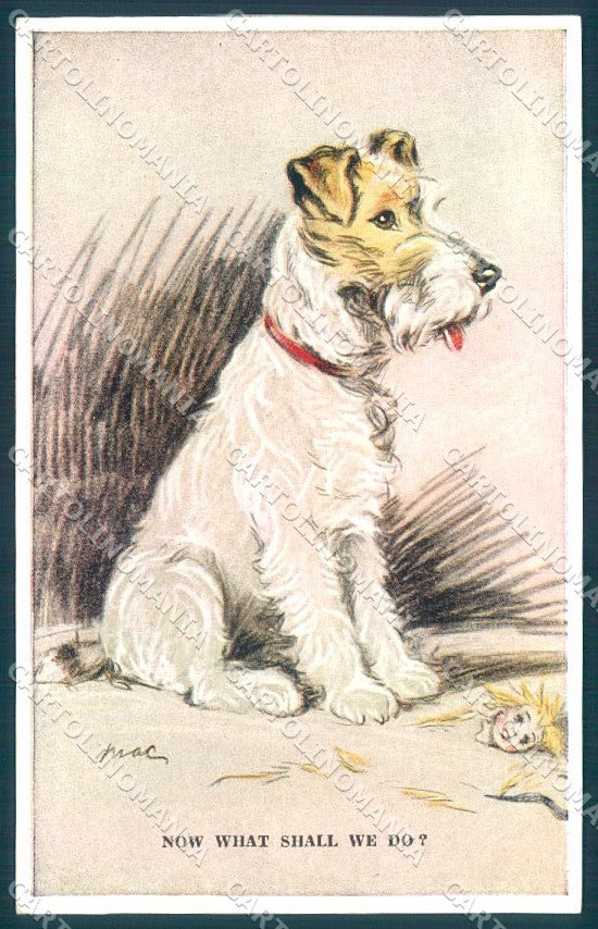 Animals Mac Fox Terrier Valentines serie 3244 cartolina postcard TW1217 – fronte