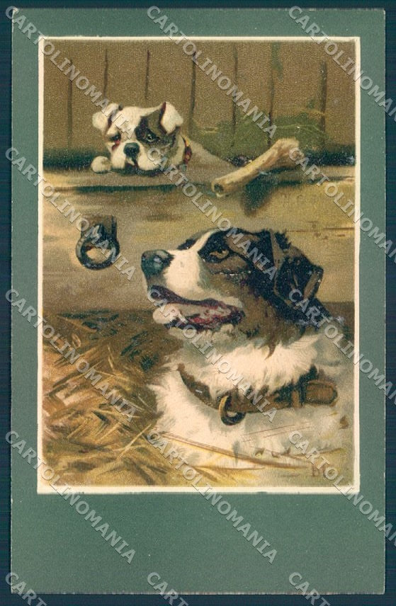 Animals BT Dog Saint Bernard English Bulldog cartolina postcard TW1221 – fronte