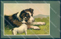 Animals BT Dog Saint Bernard Jack Russell cartolina postcard TW1222 – fronte