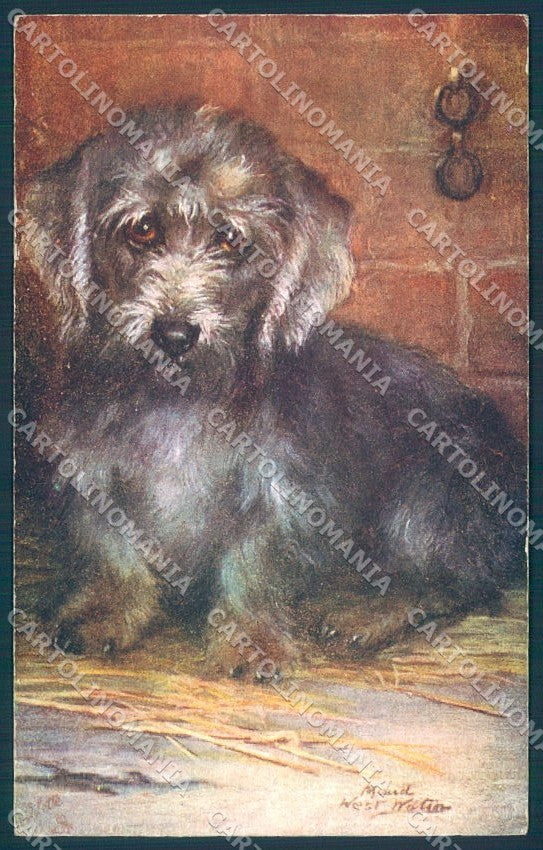Animals Maud West Watson Dandie Dinmont Terrier Dog Tuck Oilette postcard TW1240 – fronte