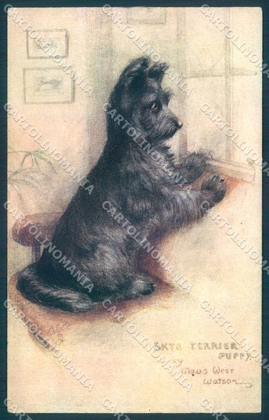 Animals Maud West Watson Skye Terrier Dog Tuck Oilette 8682 postcard TW1242 – fronte