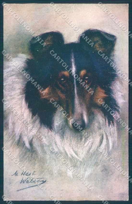 Animals Maud West Watson Collie Dog Tucks Oilette 9889 postcard TW1244 – fronte