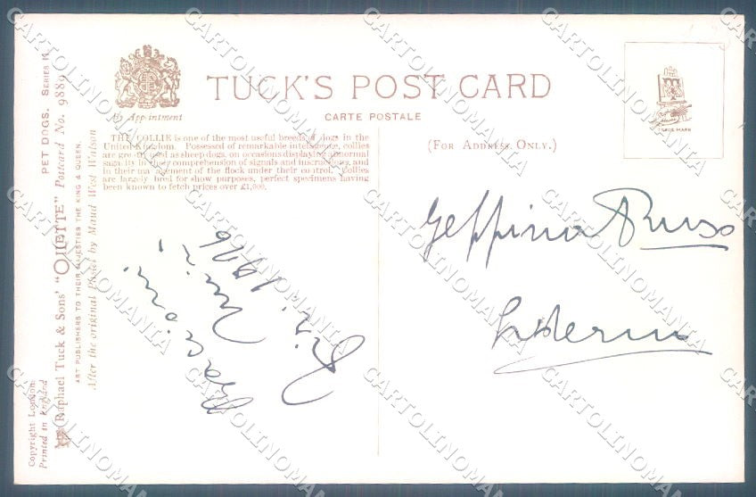 Animals Maud West Watson Collie Dog Tucks Oilette 9889 postcard TW1244 – retro