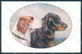 Animals Reichert Dog Setter MM Vienne 1219 cartolina postcard TW1258 – fronte