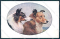 Animals Reichert Dog Collie MM Vienne 1219 cartolina postcard TW1259 – fronte