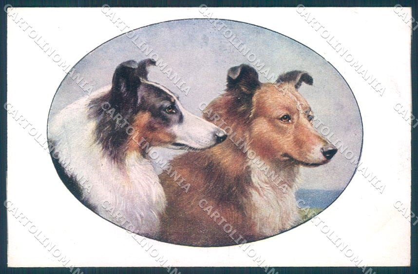 Animals Reichert Dog Collie MM Vienne 1219 cartolina postcard TW1259 – fronte