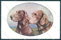 Animals Reichert Dog Spinone Bracco MM Vienne 1219 cartolina postcard TW1260 – fronte