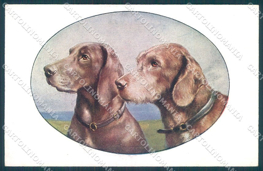 Animals Reichert Dog Spinone Bracco MM Vienne 1219 cartolina postcard TW1260 – fronte