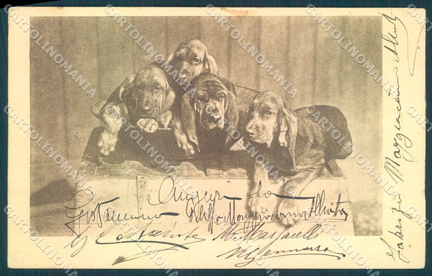 Animals Dog Bloodhound TEAR cartolina postcard TW1274 – fronte