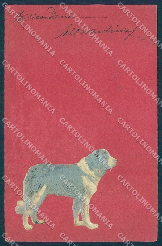 Animals Dog Saint Bernard Relief cartolina postcard TW1279 – fronte