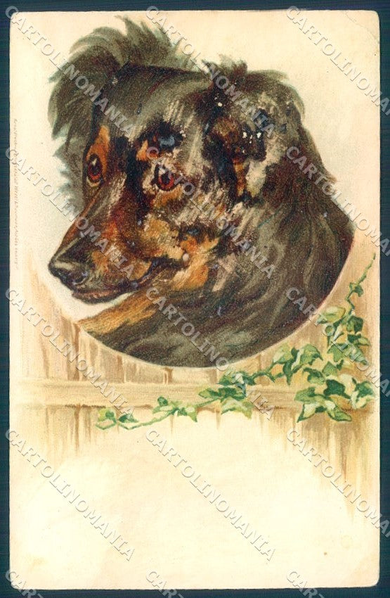 Animals Dog Shepherd CORNER CREASE cartolina postcard TW1281 – fronte