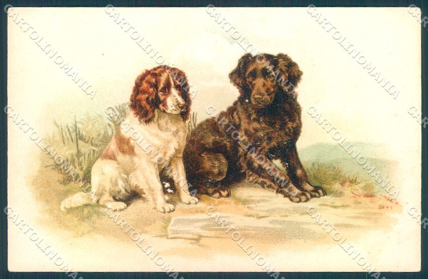 Animals Dog Cocker cartolina postcard TW1282 – fronte
