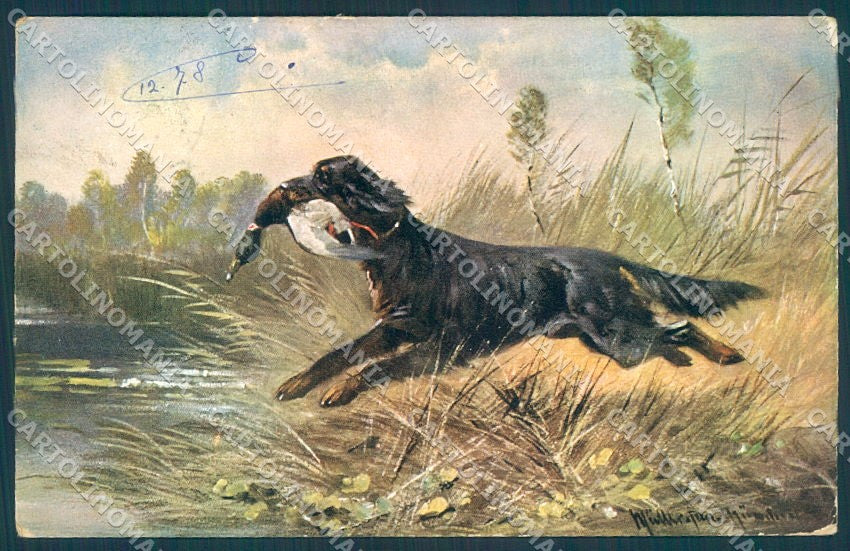 Animals Muller Dog Irish Setter Hunting Mallard serie 330 WRINKLE pc TW1285 – fronte