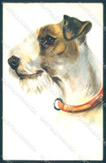 Animals Norfini Dog Fox Terrier serie 1044 cartolina postcard TW1290 – fronte