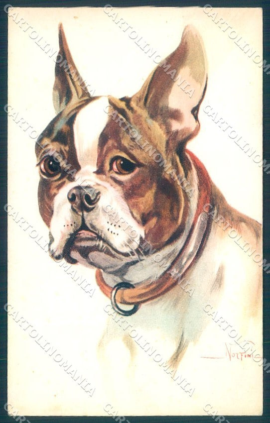 Animals Norfini Dog Boston Terrier serie 1044 cartolina postcard TW1294 – fronte
