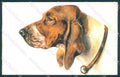 Animals Norfini Dog Bracco serie 1044 CREASED cartolina postcard TW1296 – fronte