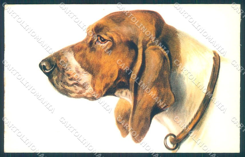 Animals Norfini Dog Bracco serie 1044 CREASED cartolina postcard TW1296 – fronte
