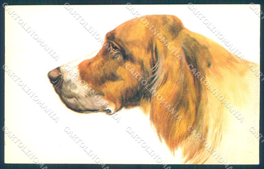 Animals Norfini Dog Setter serie 1044 cartolina postcard TW1297 – fronte