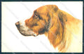 Animals Norfini Dog Setter serie 1044 cartolina postcard TW1297 – fronte