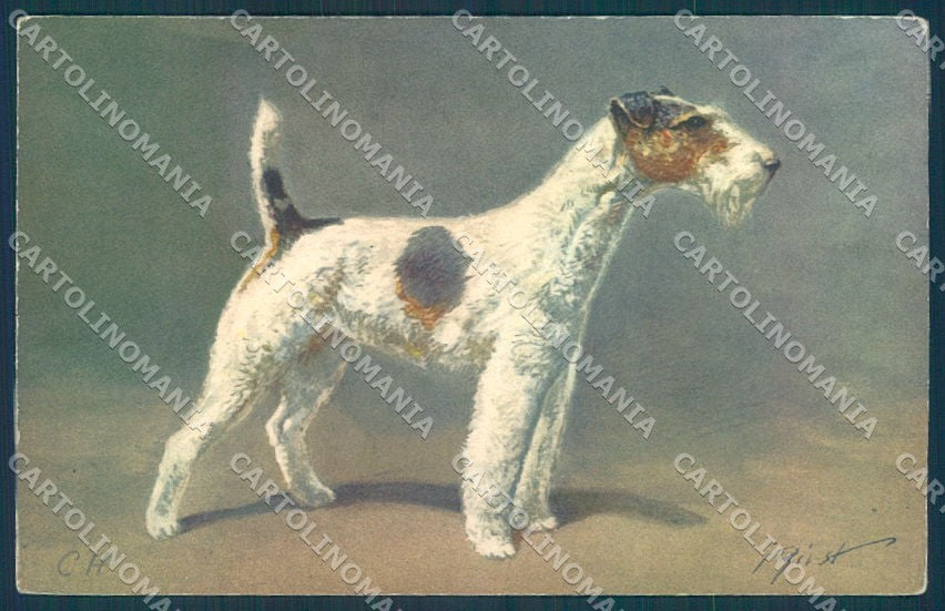 Animals Rivst Dog Fox Terrier serie 95 cartolina postcard TW1300 – fronte