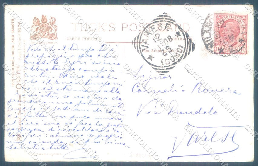 Animals Philip Stretton Dog Fox Terrier Tucks Oilette 9376 postcard TW1303 – retro
