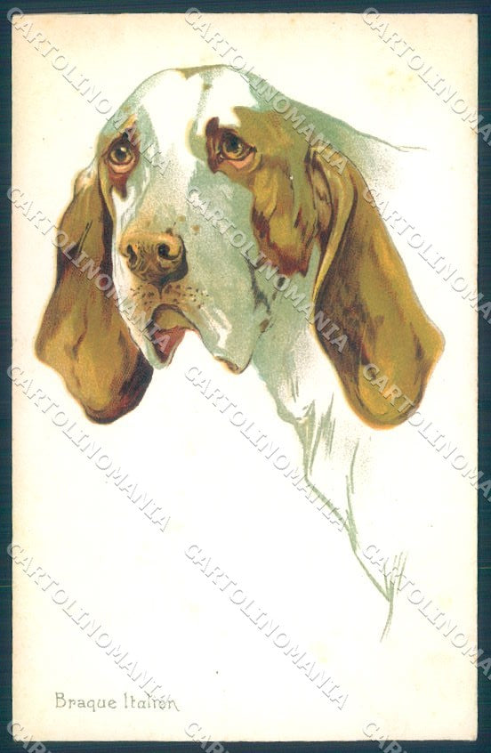 Animals Norfini Dog Bracco Italiano serie 707-1 cartolina postcard TW1305 – fronte