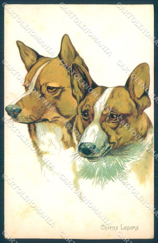 Animals Norfini Dog Lapponian Herder serie 707-2 cartolina postcard TW1307 – fronte