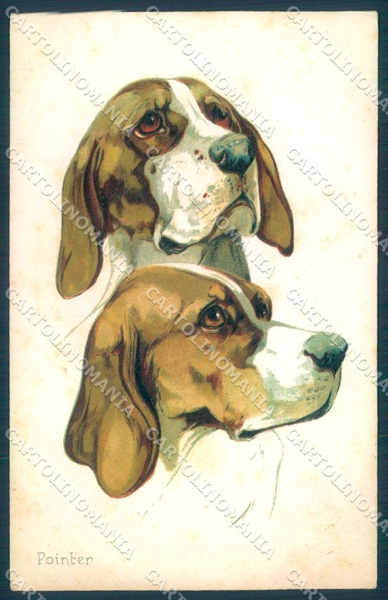 Animals Norfini Dog Pointer serie 707-6 cartolina postcard TW1308 – fronte