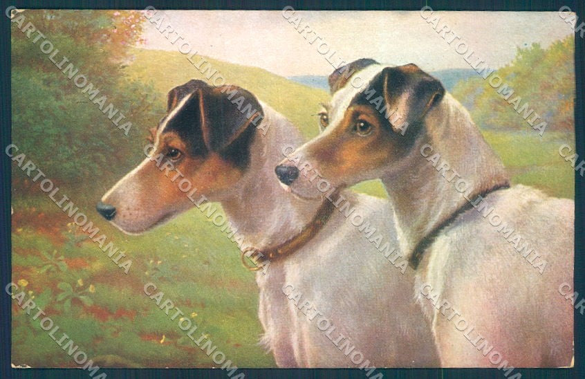 Animals Dog Fox Terrier MKB serie 3004 cartolina postcard TW1311 – fronte