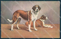 Animals Reichert ? Dog Saint Bernard TSN serie 707 cartolina postcard TW1312 – fronte