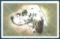 Animals Duka Dog Setter NMM serie 3000-13 cartolina postcard TW1358 – fronte