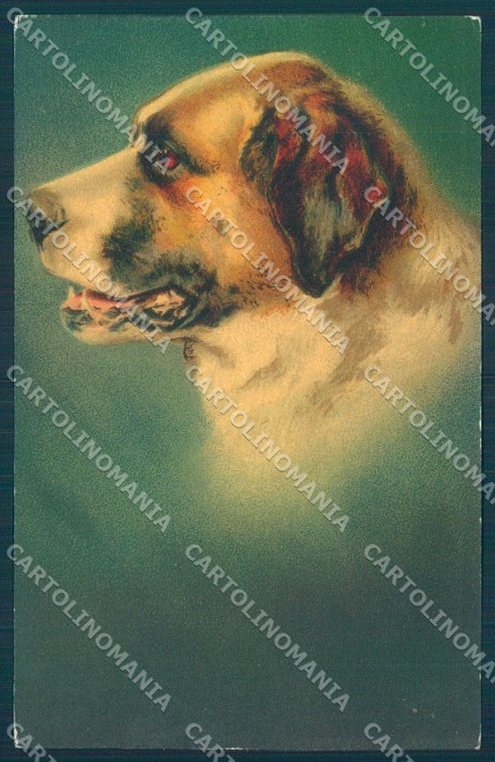 Animals Dog Saint Bernard Pastell 615 Velvet cartolina postcard TW1360 – fronte