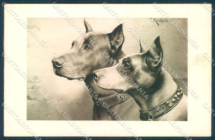 Animals Reichert Dog Great Dane Theo Stroefer 1199 cartolina postcard TW1363 – fronte