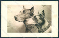 Animals Reichert Dog Great Dane Theo Stroefer 1199 cartolina postcard TW1363 – fronte