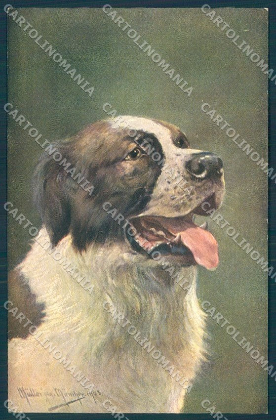 Animals Muller Dog Saint Bernard serie 1193 cartolina postcard TW1365 – fronte