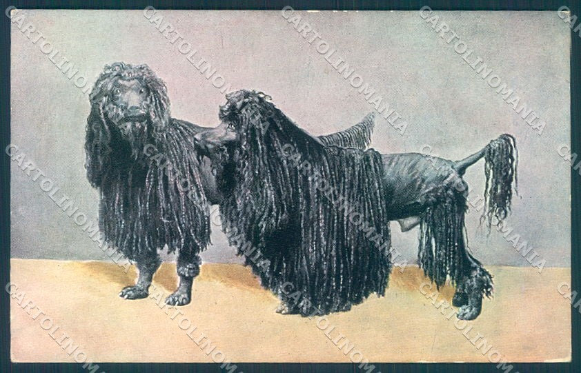 Animals Dog Komondor serie 215 cartolina postcard TW1371 – fronte