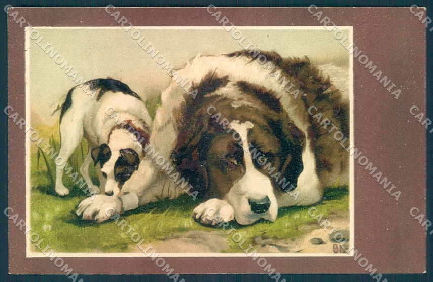 Animals BT Dog Saint Bernard Jack Russell cartolina postcard TW1374 – fronte