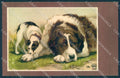 Animals BT Dog Saint Bernard Jack Russell cartolina postcard TW1374 – fronte