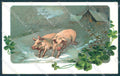 New Year Pig Four Leaf Clover cartolina postcard TW1392 – fronte
