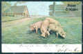New Year Pig Trenkler 299 cartolina postcard TW1426 – fronte