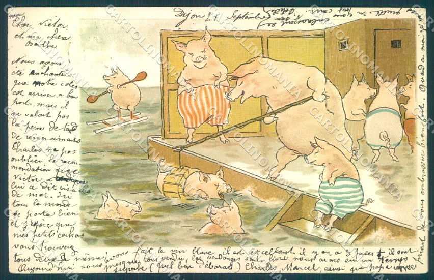Animals Dressed Pig Sea Swimming Sport cartolina postcard TW1555 – fronte